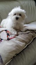 Fantastic White Maltese puppies available Image eClassifieds4U