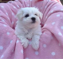 Healthy Maltese Puppies Image eClassifieds4U