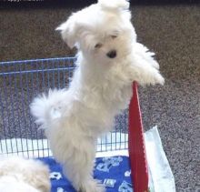 Maltese Puppies Image eClassifieds4U