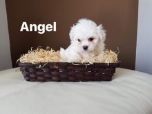 Two Lovely Maltese puppies available Image eClassifieds4U