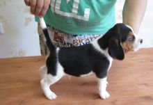 Beagle Puppies Image eClassifieds4U