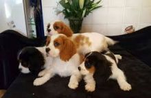 Cavalier King Charles puppies Image eClassifieds4U