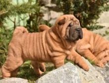 Chinese Shar Pei puppies Image eClassifieds4u 2