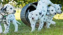 Dalmatian Puppies Image eClassifieds4U