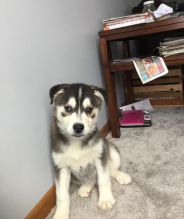 Pomsky Puppies Image eClassifieds4U