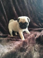 Pug Puppies Image eClassifieds4U