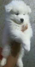 Samoyed Puppies Image eClassifieds4U