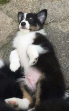 Sheltie Puppies Image eClassifieds4U