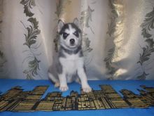 Siberian Husky Puppies Image eClassifieds4U