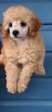 Toy Poodle Puppies Image eClassifieds4U