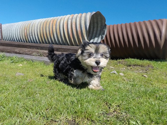 Morkie puppies Image eClassifieds4u