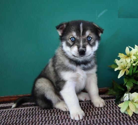 Pomsky Puppies Image eClassifieds4u