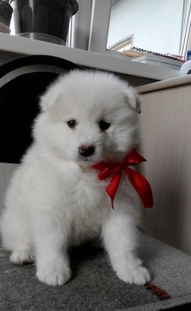 Samoyed Puppies Image eClassifieds4u