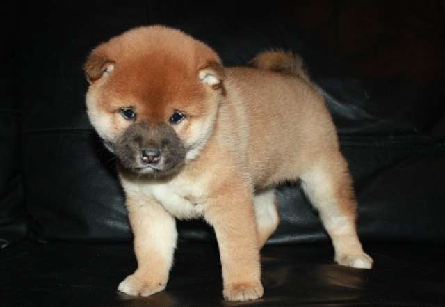 Shiba Inu Puppies Image eClassifieds4u