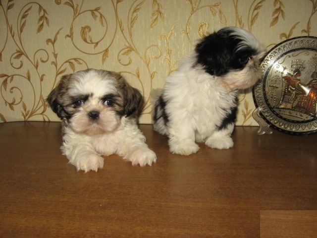 Shih Tzu Puppies Image eClassifieds4u