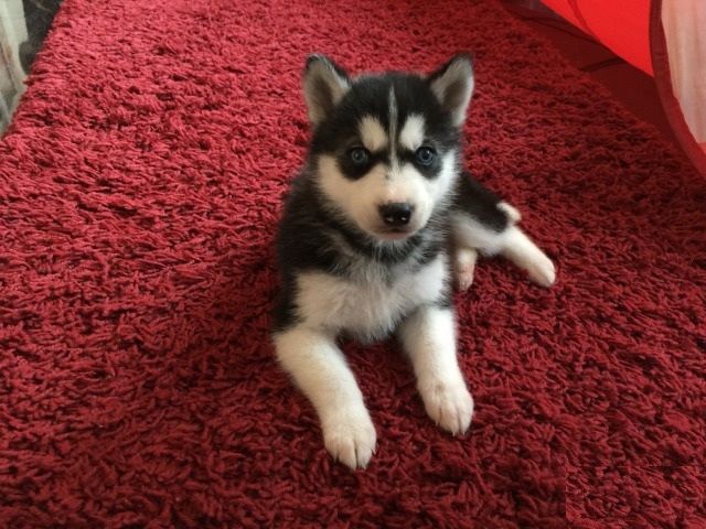 Siberian Husky Puppies Image eClassifieds4u