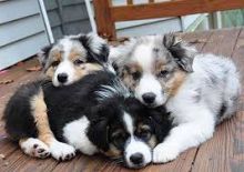 Australian Shepherd puppies