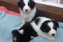 Border collie puppies