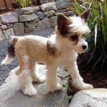 Chinese crested puppies