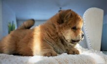 Chow Chow Puppies