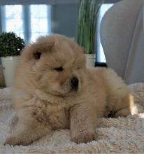 Chow Chow Puppies