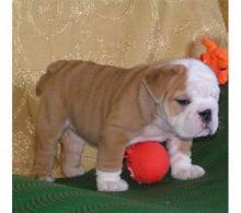 English Bulldog puppies for fast rehoming