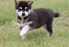 Excellent puppies of Alaskan Klee Kai ready to leave