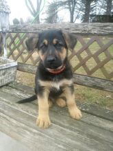 German Shepherd Puppies