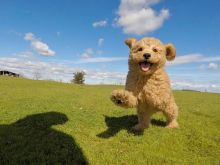 Goldendoodle puppies