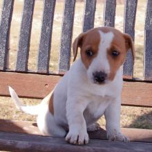 Jack Russell Terrier Puppies