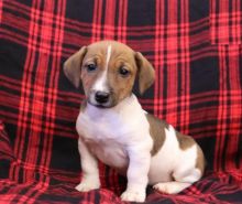 Jack Russell Terrier Puppies