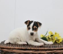 Jack Russell Terrier Puppies