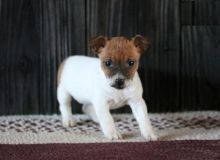 Jack Russell Terrier Puppies