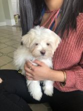 Maltese Puppies