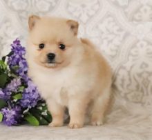 Pomeranian Puppies