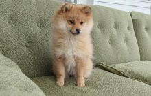 Pomeranian Puppies