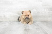 Pomeranian Puppies