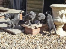 Quality 4 American Staffordshire Terrier Puppies