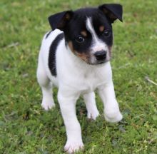 Rat Terrier puppies