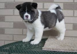 Akita Puppies Image eClassifieds4u