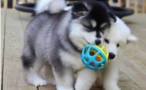 Alaskan Malamute Puppies Image eClassifieds4u