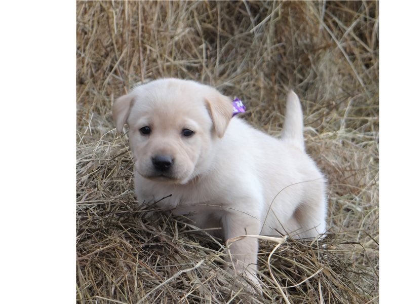 Cute Labrador retriever puppies now ready Image eClassifieds4u