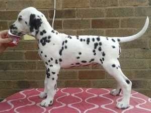 Dalmatian Puppies Image eClassifieds4u