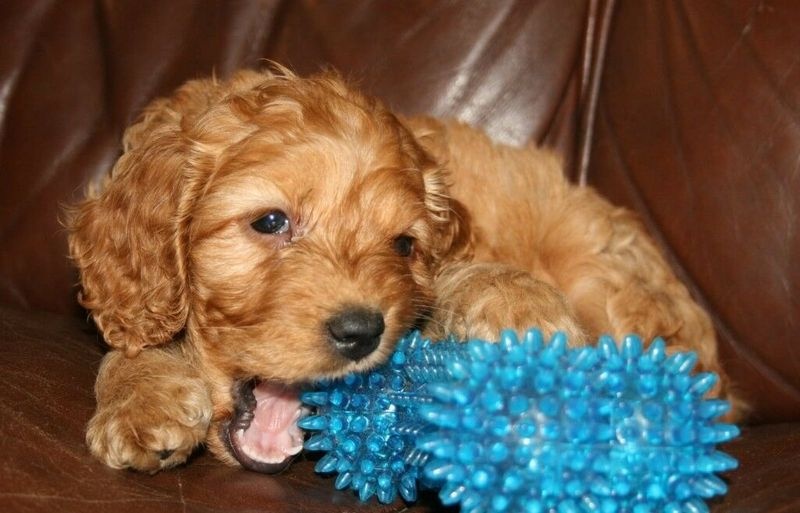 F1 apoo Puppies. Ready to go now Image eClassifieds4u