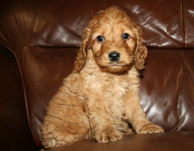 F1 apoo Puppies. Ready to go now Image eClassifieds4u