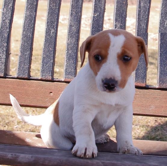 Jack Russell Terrier Puppies Image eClassifieds4u
