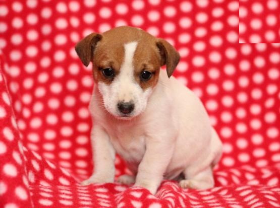 Jack Russell Terrier Puppies Image eClassifieds4u