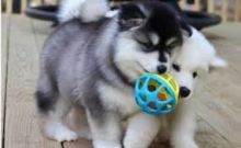 Alaskan Malamute Puppies Image eClassifieds4U