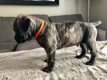 Cane Corso puppies Image eClassifieds4u 4