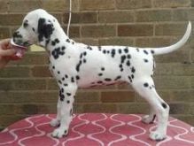 Dalmatian Puppies Image eClassifieds4U